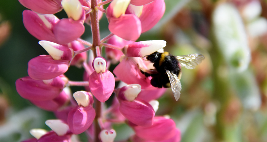Insekten sind im Garten schützenswert